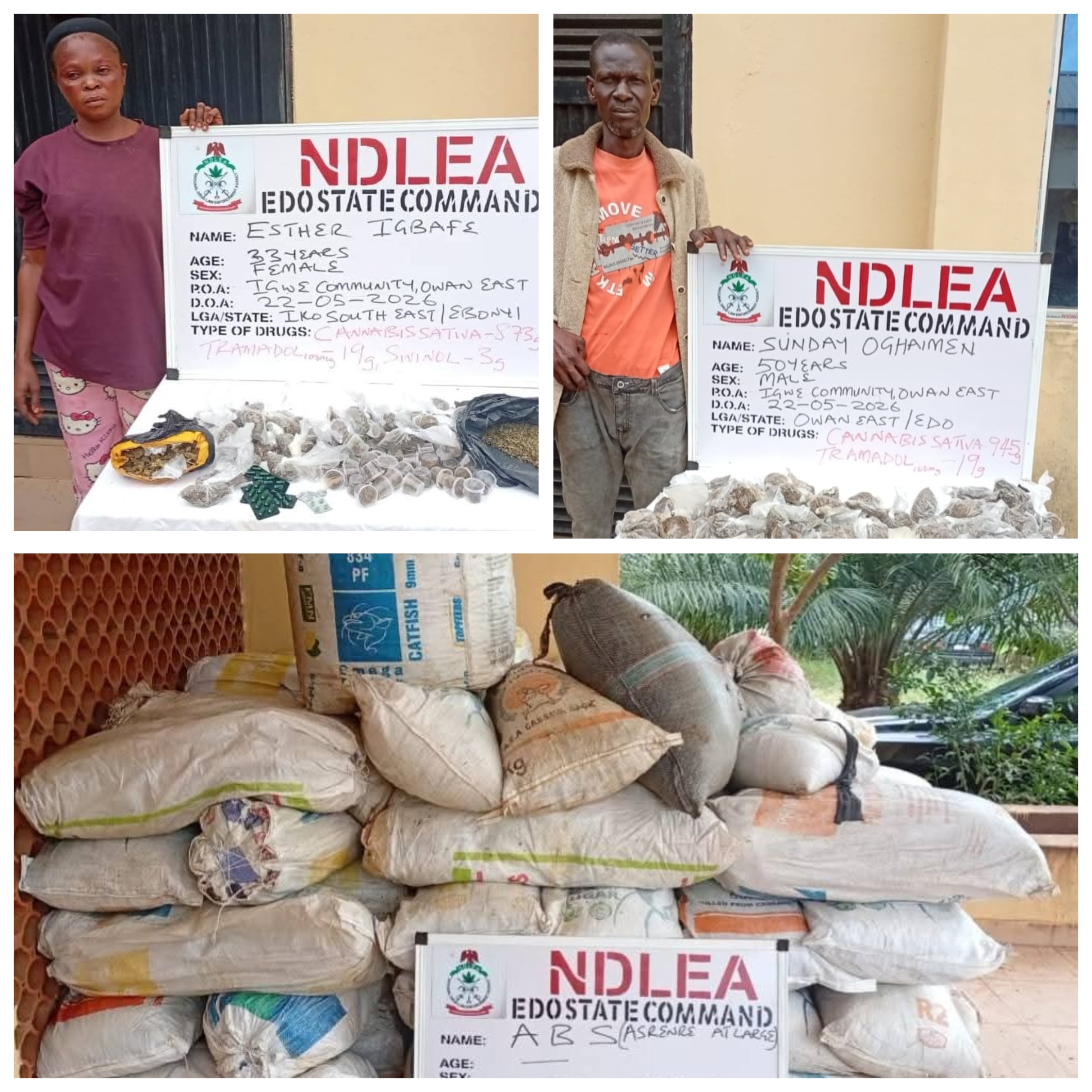 Two suspected drug traffickers arrested as NDLEA uncovers 498kg cannabis hidden in Edo shrine