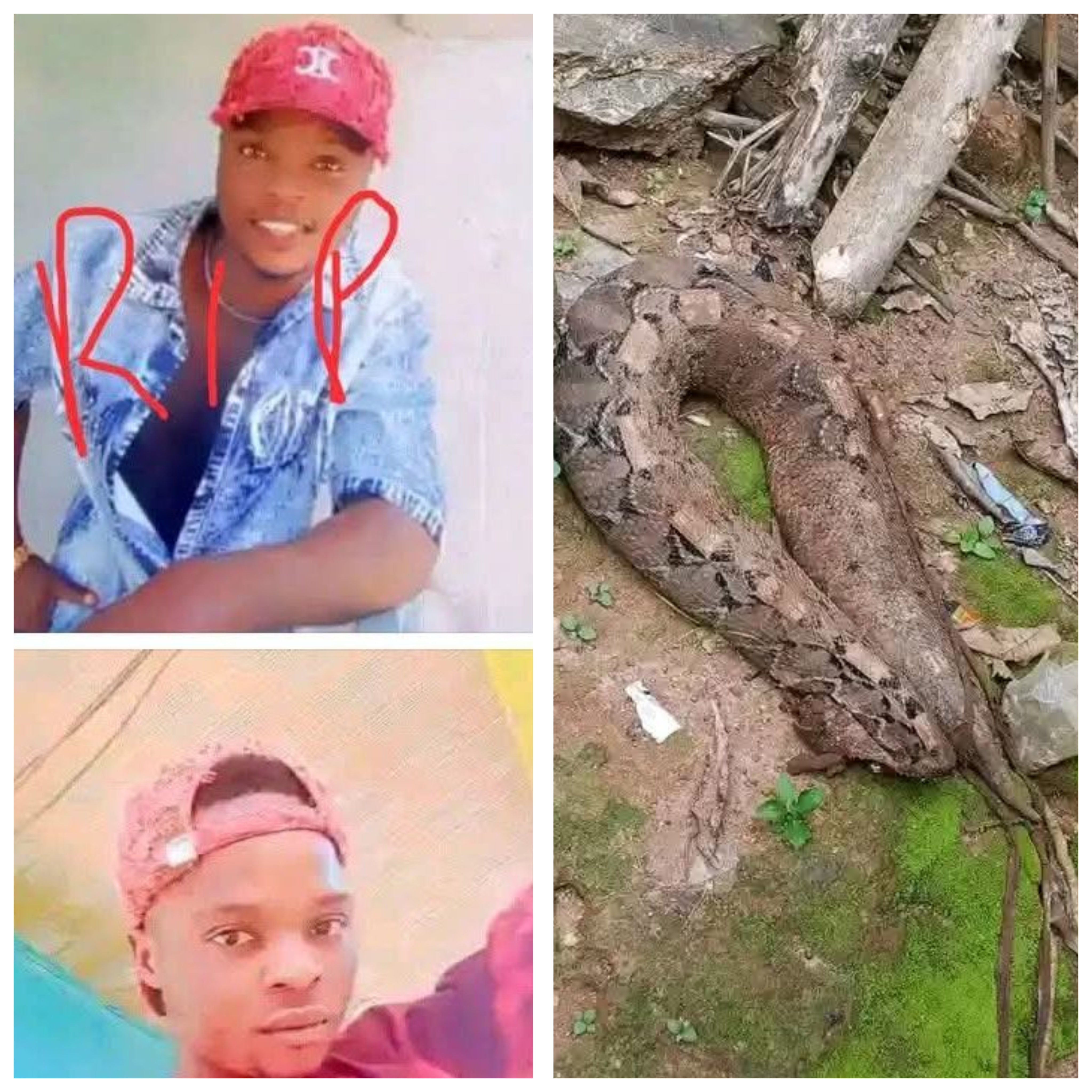 Two residents d!e after snakebite in Taraba community
